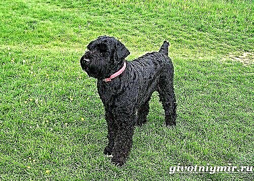Black Terrier ခွေး။ အနက်ရောင် Terrier မျိုးနွယ်၏ဖော်ပြချက်၊ အင်္ဂါရပ်များ၊ စောင့်ရှောက်မှုနှင့်စျေးနှုန်း