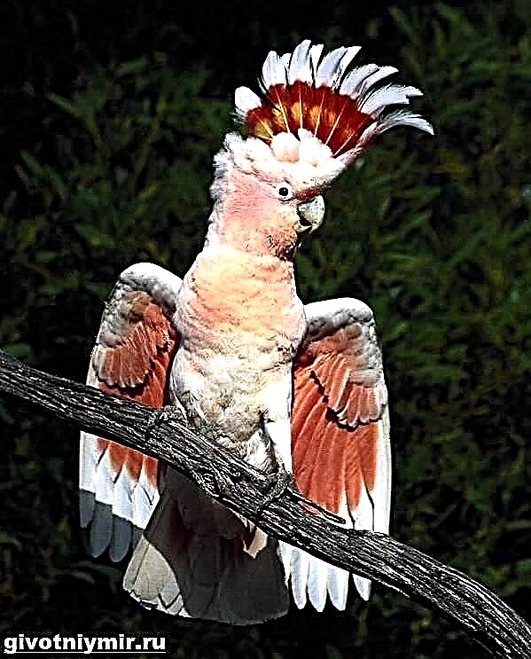 Cockatoo Parrot. ລາຍລະອຽດ, ຄຸນລັກສະນະແລະບ່ອນຢູ່ອາໄສຂອງໂຕໄກ່ cockatoo