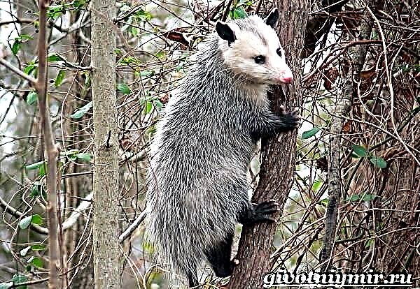 Opossum. Kev piav qhia, tus nqi thiab kev saib xyuas ntawm cov neeg muaj