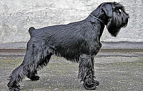 Mittel Schnauzer köpəyi. Cinsin təsviri, xüsusiyyətləri, qiyməti və qayğısı