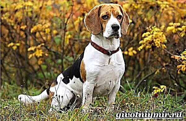 Beagle. ລາຍລະອຽດ, ລາຄາແລະການດູແລຂອງ beagle