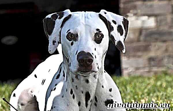 سگ دالمی. توضیحات ، ویژگی ها ، مراقبت و قیمت نژاد Dalmatian