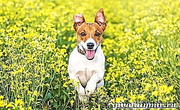 Russell Terrier hundur. Lýsing, eiginleikar, umhirða og verð á Russell Terrier