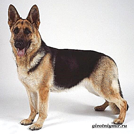 გერმანული ნაგაზი ძაღლი. გერმანული ნაგაზის აღწერა, მახასიათებლები, მოვლა და ფასი