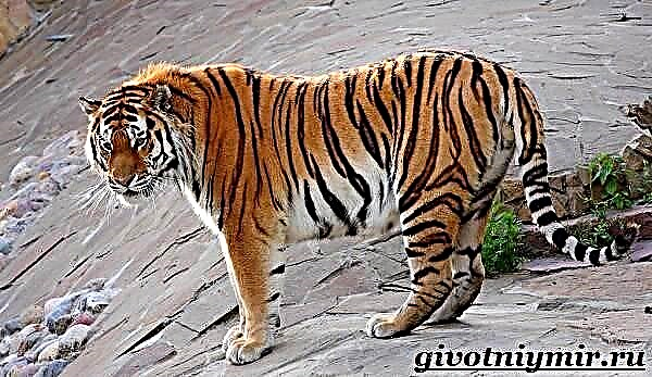 Amur-tigro. La vivstilo kaj vivejo de la Amur-tigro