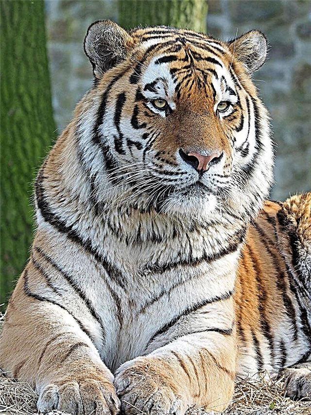 Amur damisa (Latin Panthera tigris altaica)