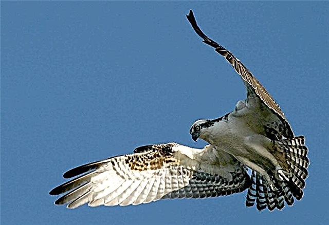 Ndege ya Osprey (lat. Pionion haliaetus)