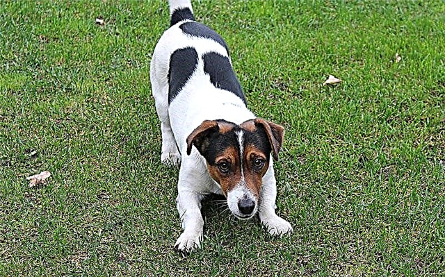 ʻO Jack Russell Terrier