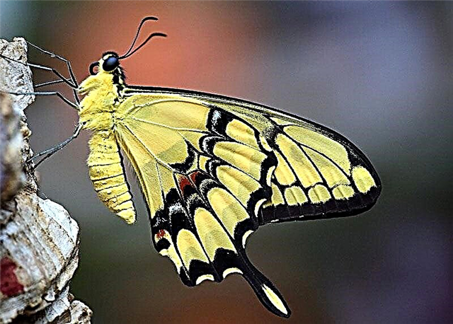 Swallowtail malam buɗe ido (lat. Papilio machaon)
