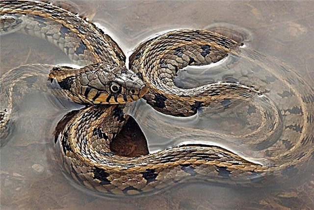 Змии од територијата Краснодар: отровни и неотровни