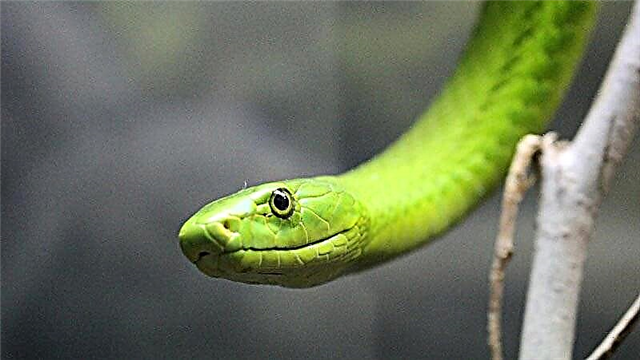 Afričke zmije: otrovne i neotrovne