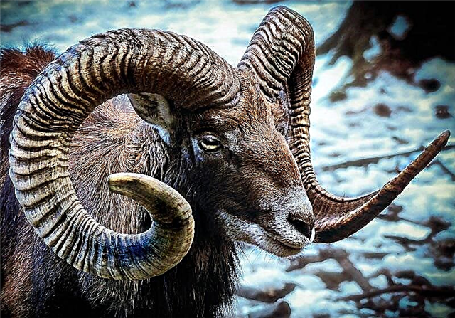 Mouflon, ko Asiya mouflon (Latin Ovis gmelini ko Ovis ovis)