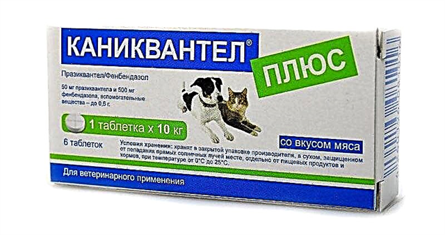 Caniquantel барои сагҳо - агенти anthelmintic