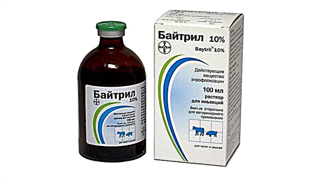 Baytril - တိရစ္ဆာန်ဆေးကုသရေးမူးယစ်ဆေး