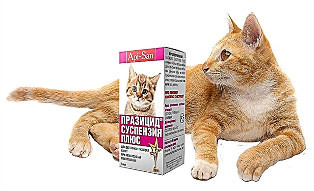 Prazicide kanggo kucing: suspensi lan tablet