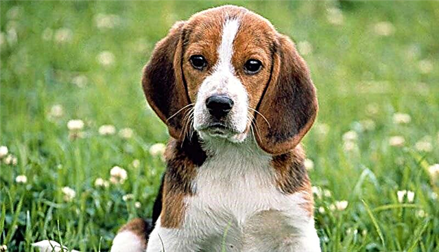 Moskvadagi Beagle pitomniklari