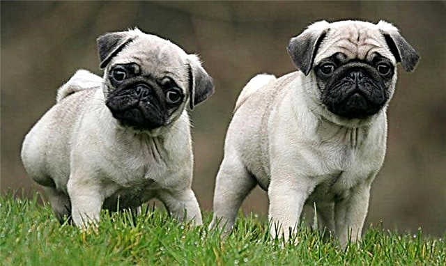 Kennel Pug ing Moskow