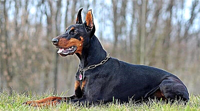 Doberman scuras recurrere apud Moscow