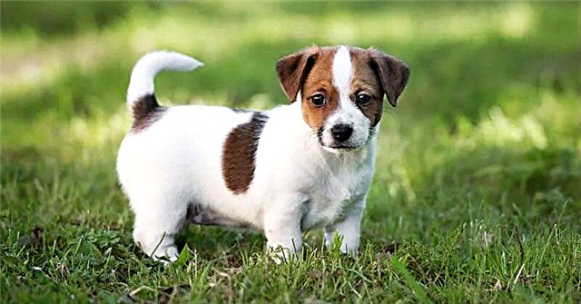 Jack russell Terrier kennels ni Ilu Moscow