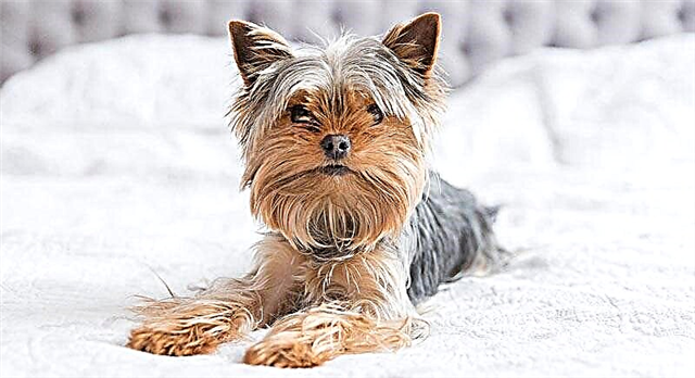 Yorkshire Terrier kennels na Moscow