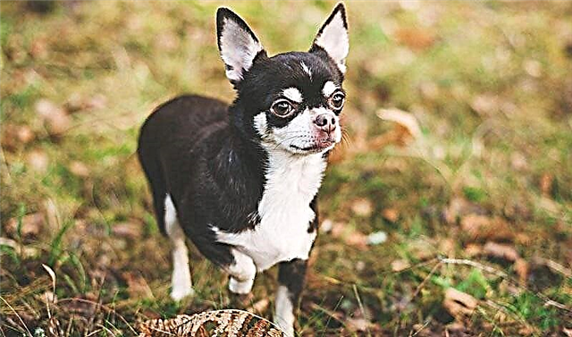 Binih Chihuahua di Moskow