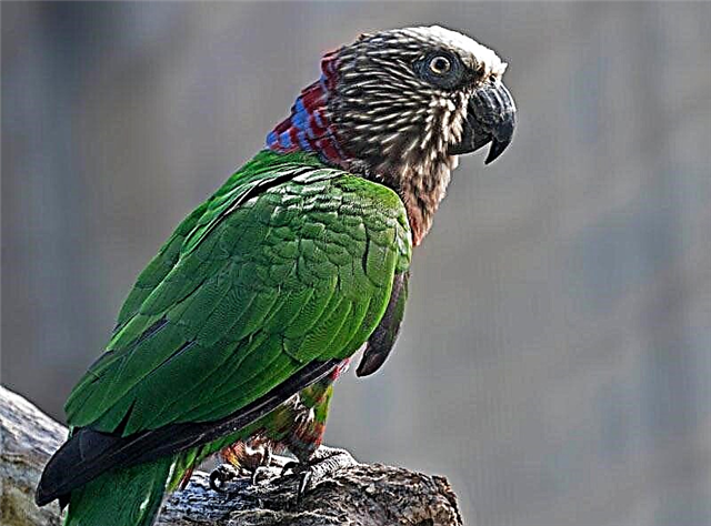 Parrots (lat.Psittacidae)