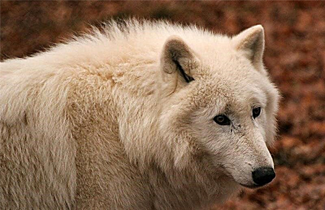 Polar nga lobo (Latin Canis lupus tundrarum)
