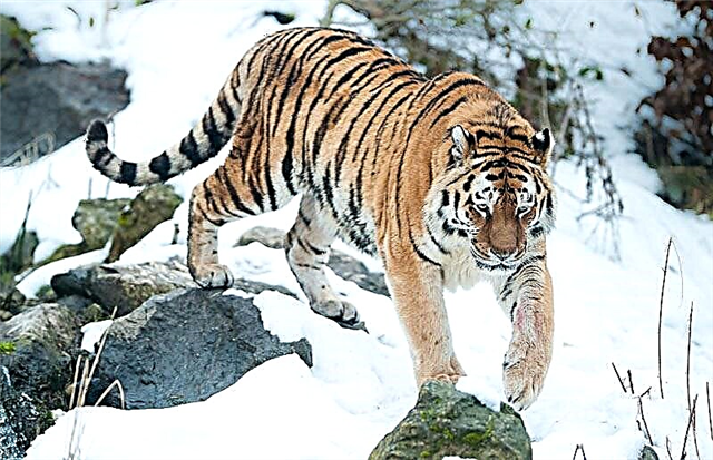 Amur tigre (Latin Panthera tigris altaica)