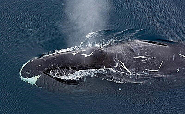 Bowhead balina və ya Arctic balina (lat. Balena mysticetus)
