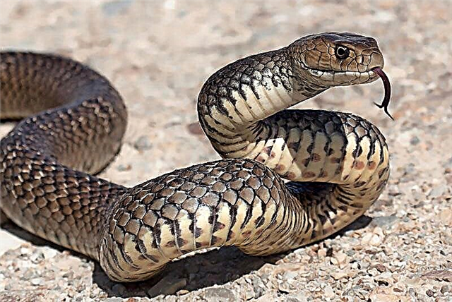Uralske zmije: otrovne i neotrovne