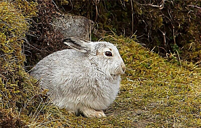 Hvítur hare (Latin Lepus timidus)