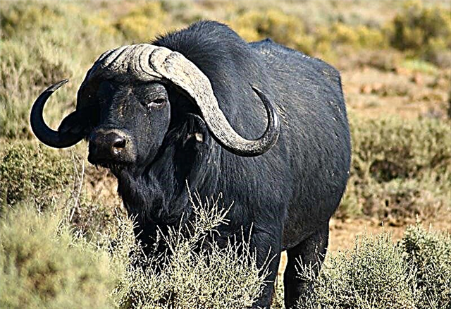 Buffels (lat. Bubalus)
