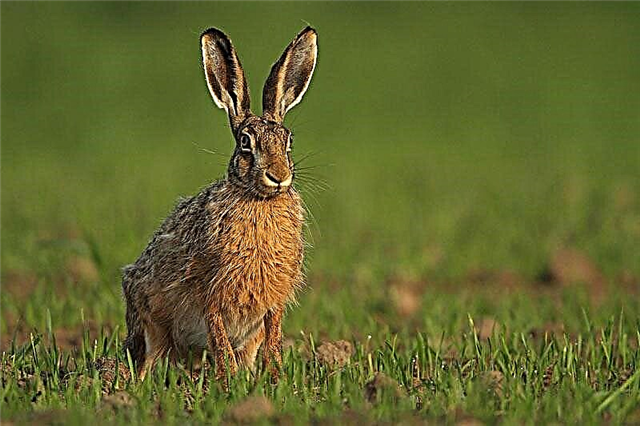 European hare (Latine Lepus europaeus)