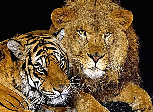 Liger - hibrido de leono kaj tigro
