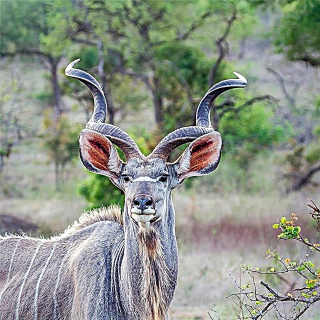 Loj Kudu lossis Kudu antelope (Lat.Tragelaphus strepsiceros)