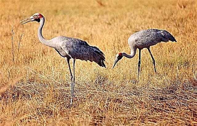 Mga bird crane (lat.Grus)