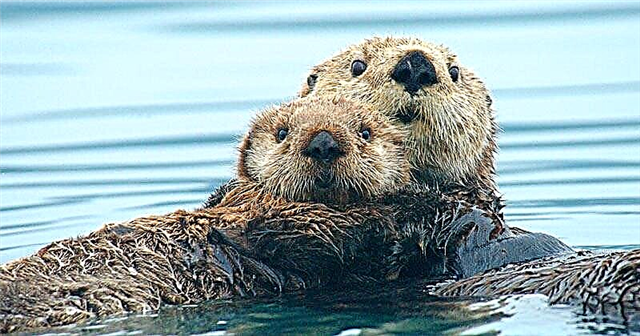 Otter ea leoatleng kapa sea otter (Latin Enhydra lutris)