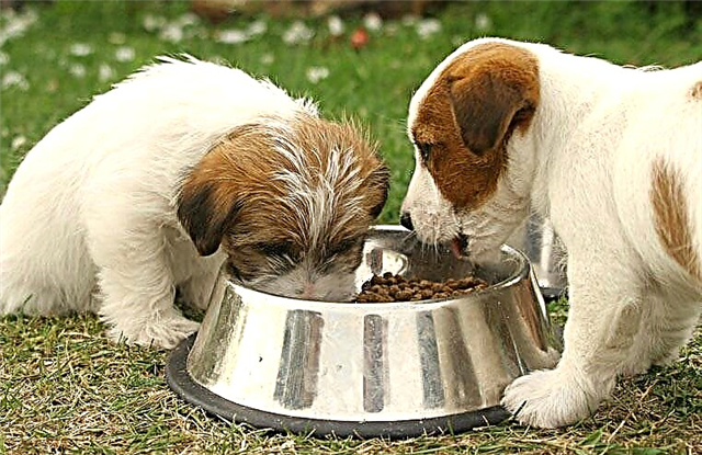 Чаппи нохойн хоол