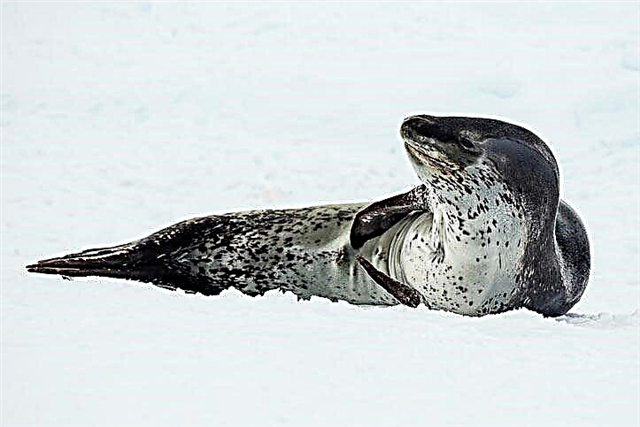 Mga leopard seal (Latin Hydrurga leptonyx)