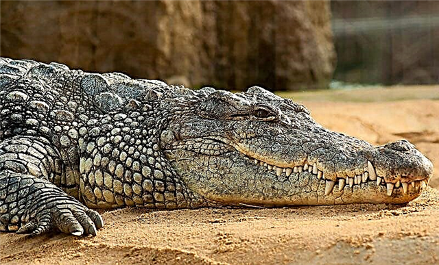Солен крокодил (латински Crocodylus porosus)