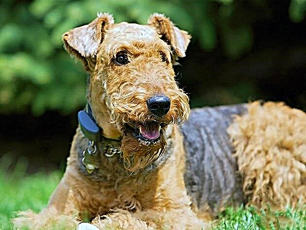 I-Airedale