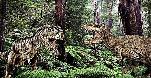 Tiranosaurus (lat. Tyrannosaurus)