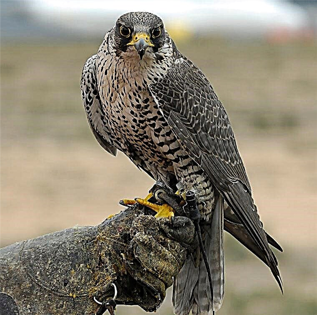 Peregrine Falcon - ең құлақты және жылдам құс