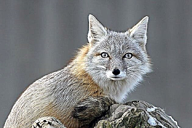 Korsak kapena steppe fox (lat. Vulpes corsac)
