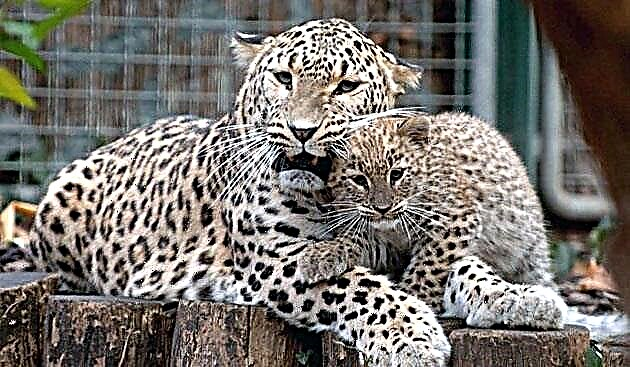 Leopard ng gitnang Asyano o leopardo ng Caucasian