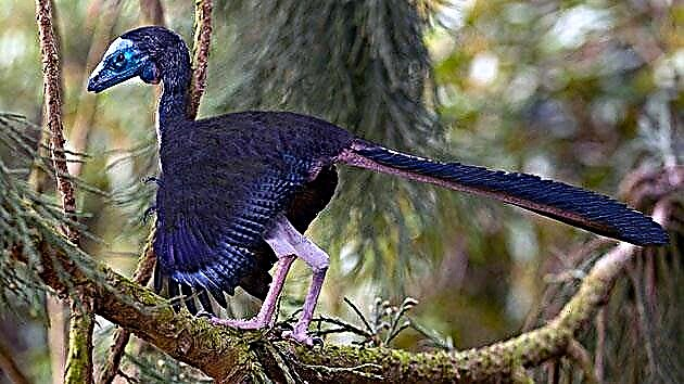 Archaeopteryx (lat. Archaeopteryx)