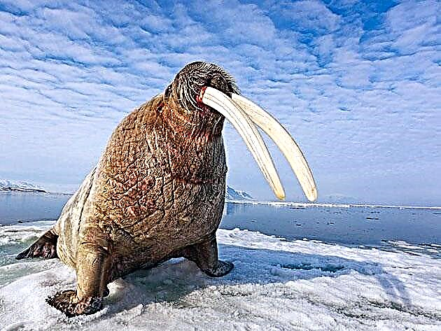 Atlantiese walrus