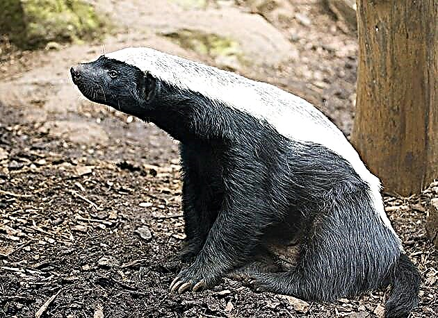 Honey badger o ratel (lat.Mellivora capensis)