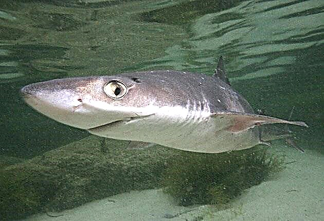 Shark katran (lat.Squalus acanthias)