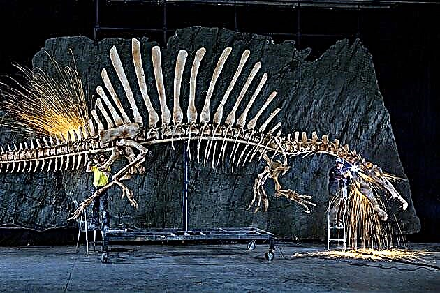 Spinosaurus (lat.spinosaurus)